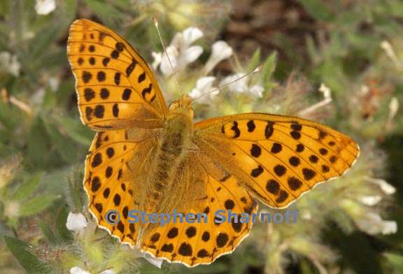 orange butterfly 4 graphic